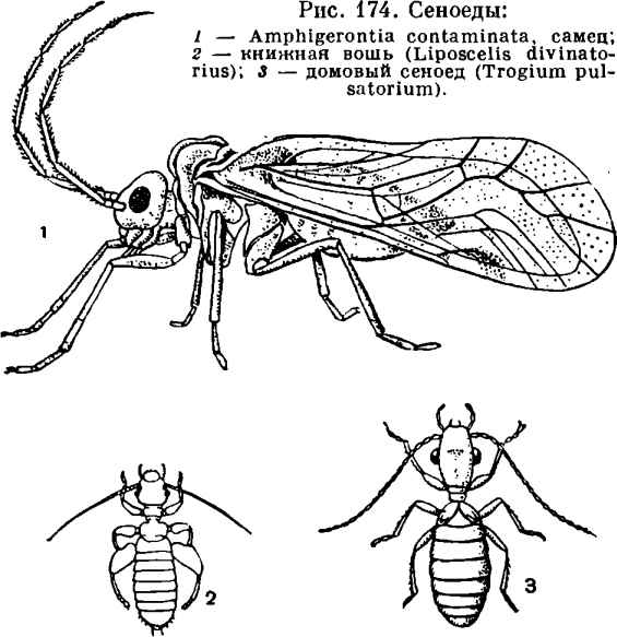 На фото описано строение книжной вши